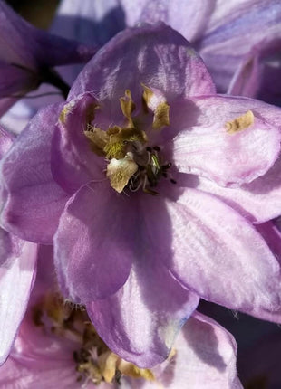 Delphinium Seeds - Pacific Giant Series