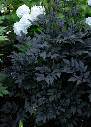 Black Cohosh (Bugbane) – 25 Seeds