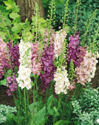 Verbascum Mullein Mix – 100 Seeds
