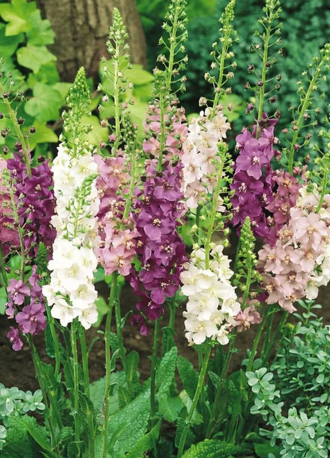 Verbascum Mullein Mix – 100 Seeds