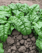 Giant Noble Spinach – 150 Seeds