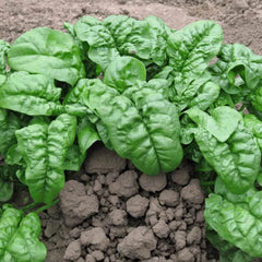 Collection image for: Spinach