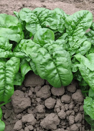 Giant Noble Spinach – 150 Seeds