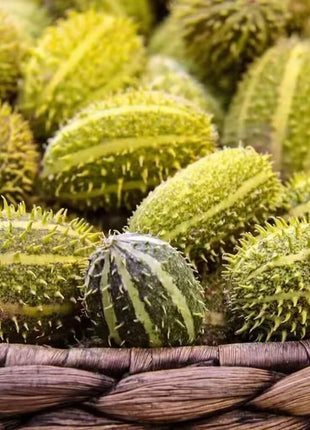 West Indian Gherkin Cucumber – 30 Seeds