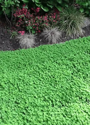 Micro Clover (Mini) – 10,000 Seeds