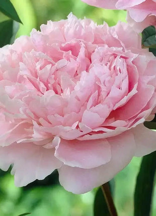 Peony Seeds (Autumn Saw)