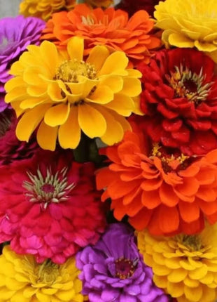 California Giants Zinnia – 100 Seeds