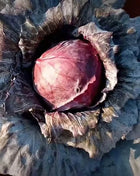 Mammoth Red Rock Cabbage – 100 Seeds