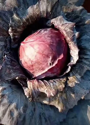 Mammoth Red Rock Cabbage – 100 Seeds
