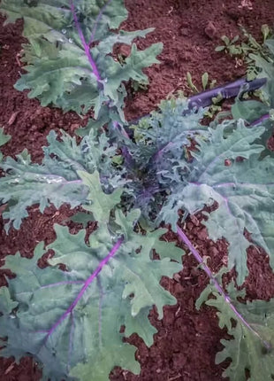 Red Russian Kale – 250 Seeds