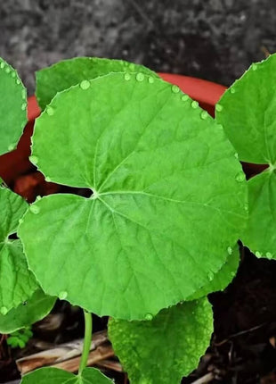 Armenian Yard-Long Cucumber – 30 Seeds