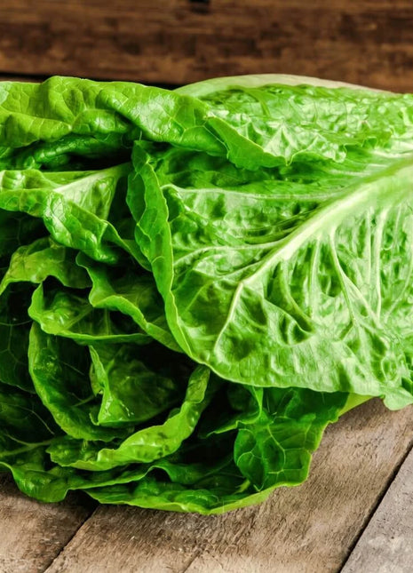 Parris Island Cos Lettuce – 500 Seeds