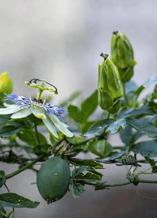 Blue Passionflower – 20 Seeds