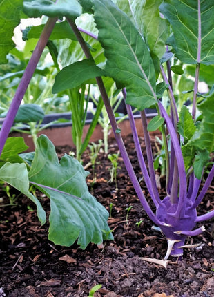 Purple Vienna Kohlrabi – 100 Seeds