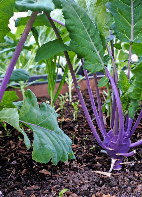 Purple Vienna Kohlrabi – 100 Seeds