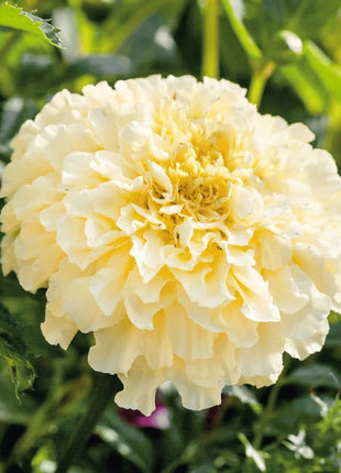 Moonlight African Marigold – 50 Seeds