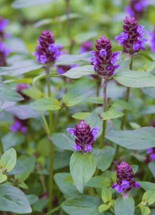 Self Heal (Heal All, All Heal) – 50 Seeds