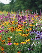 Perennial Wildflower Seed Mix (15 Varieties) – 1,000 Seeds