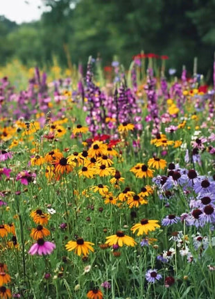 Perennial Wildflower Seed Mix (15 Varieties) – 1,000 Seeds