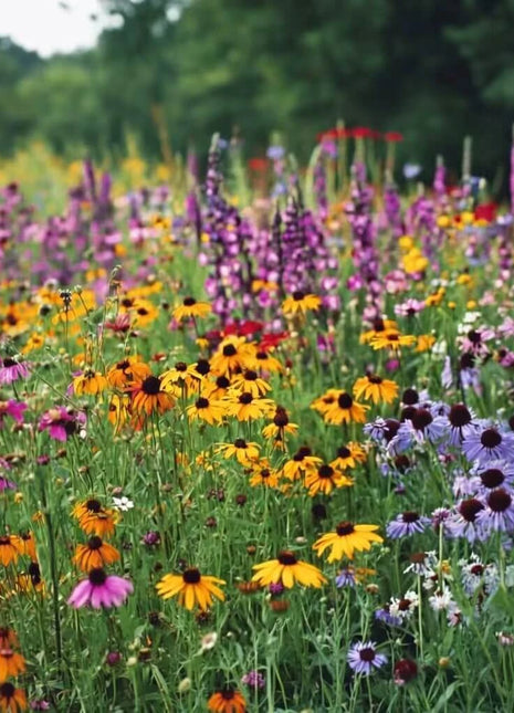 Perennial Wildflower Seed Mix (15 Varieties) – 1,000 Seeds
