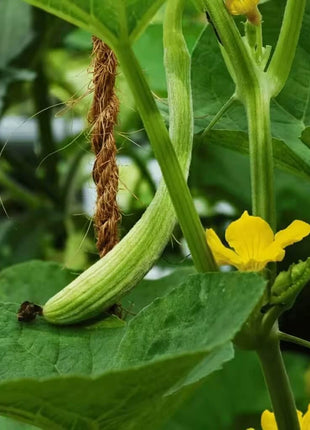 Armenian Yard-Long Cucumber – 30 Seeds