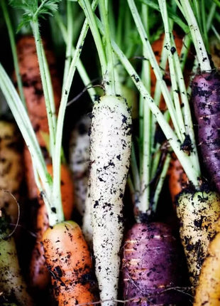 Rainbow Carrot – 100 Seeds