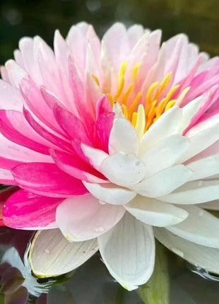 🔥 [7 days germination] Last Day Sale -49% OFF💐The Sacred Bonsai Bowl Lotus Flower