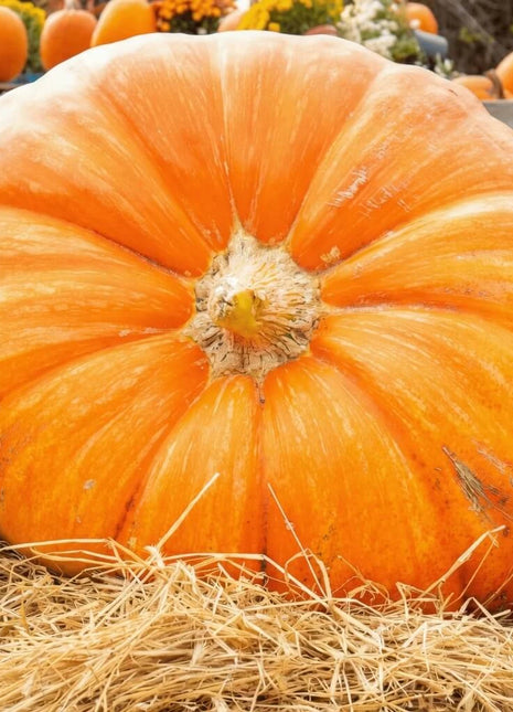 Dills Atlantic Giant Pumpkin – 5 Seeds