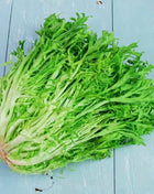 Green Curled Ruffec Endive – 200 Seeds