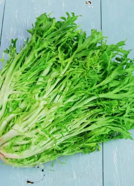 Green Curled Ruffec Endive – 200 Seeds