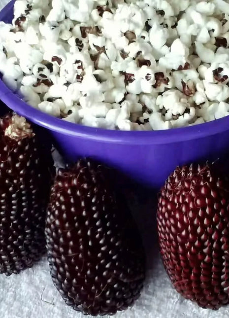 Strawberry Corn – 30 Seeds
