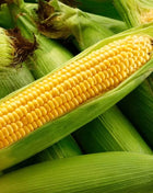 Kandy Korn Corn – 30 Seeds