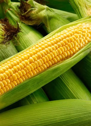 Kandy Korn Corn – 30 Seeds