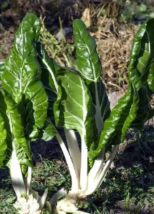 Fordhook Giant Swiss Chard – 100 Seeds
