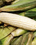 Stowells Evergreen Sweet Corn – 30 Seeds