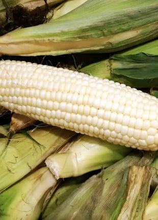 Stowells Evergreen Sweet Corn – 30 Seeds