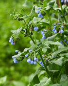 True Comfrey – 20 Seeds