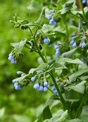 True Comfrey – 20 Seeds