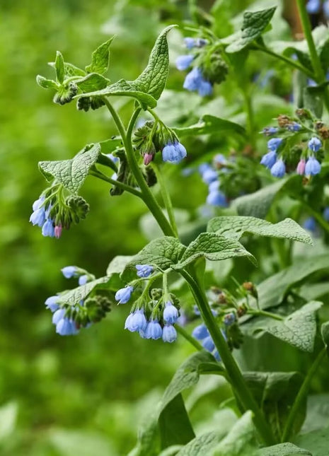 True Comfrey – 20 Seeds