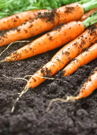 Tendersweet Carrot – 250 Seeds