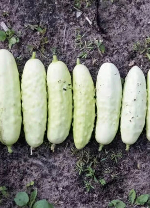White Wonder Cucumber – 30 Seeds
