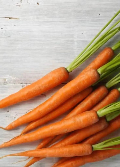 Tendersweet Carrot – 250 Seeds