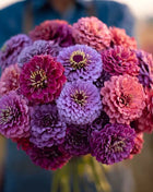 Raspberry Sorbet Zinnia - 100 Seeds