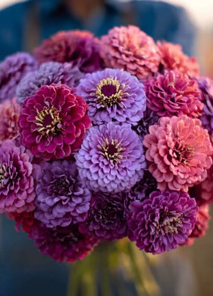 Raspberry Sorbet Zinnia - 100 Seeds
