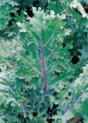 Red Russian Kale – 250 Seeds