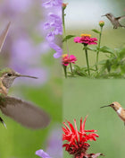 Hummingbird Garden Seed Collection – 10 Varieties