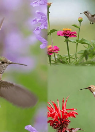 Hummingbird Garden Seed Collection – 10 Varieties