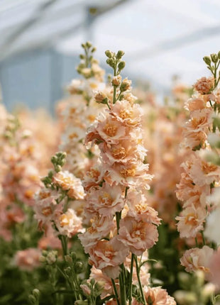 Column Stock Apricot - 50 Seeds