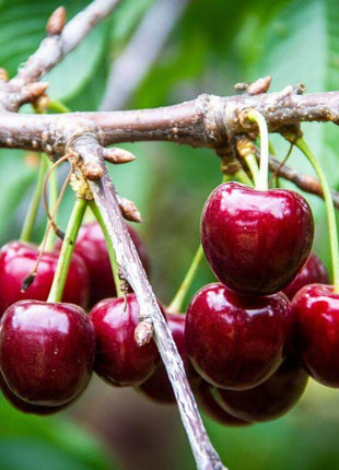 🍒 (New Harvest) Sweet Cherry Seeds 🌿Pre-Primed for High Germination (99% Germination)
