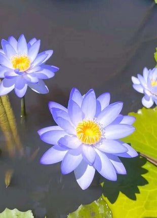 🔥 [7 days germination] Last Day Sale -49% OFF💐The Sacred Bonsai Bowl Lotus Flower